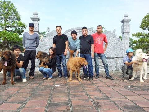 Anh Hoàng và một số người cùng đam mê nuôi chó Ngao Tạng tại Quảng Yên, Quảng Ninh